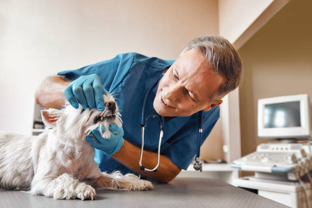 Best Holiday Emergency Dentist in Lewisville, NC